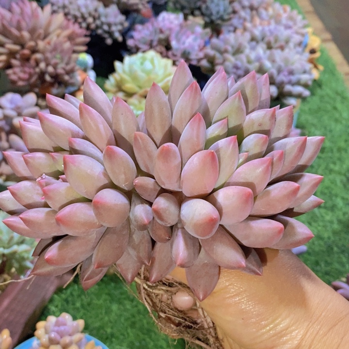 我要的东西不需要任何