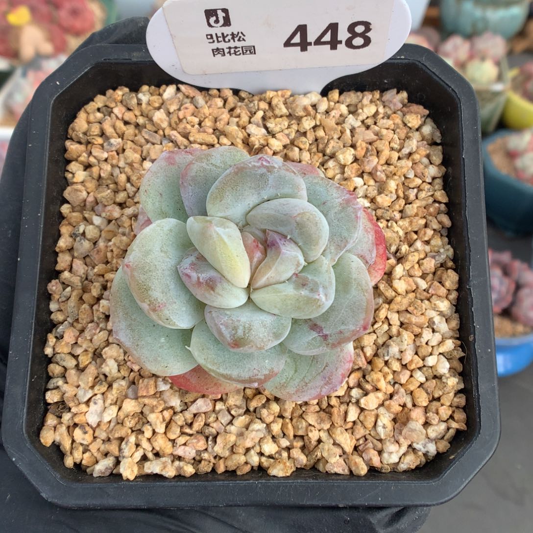 448 冰玉石化多肉多肉