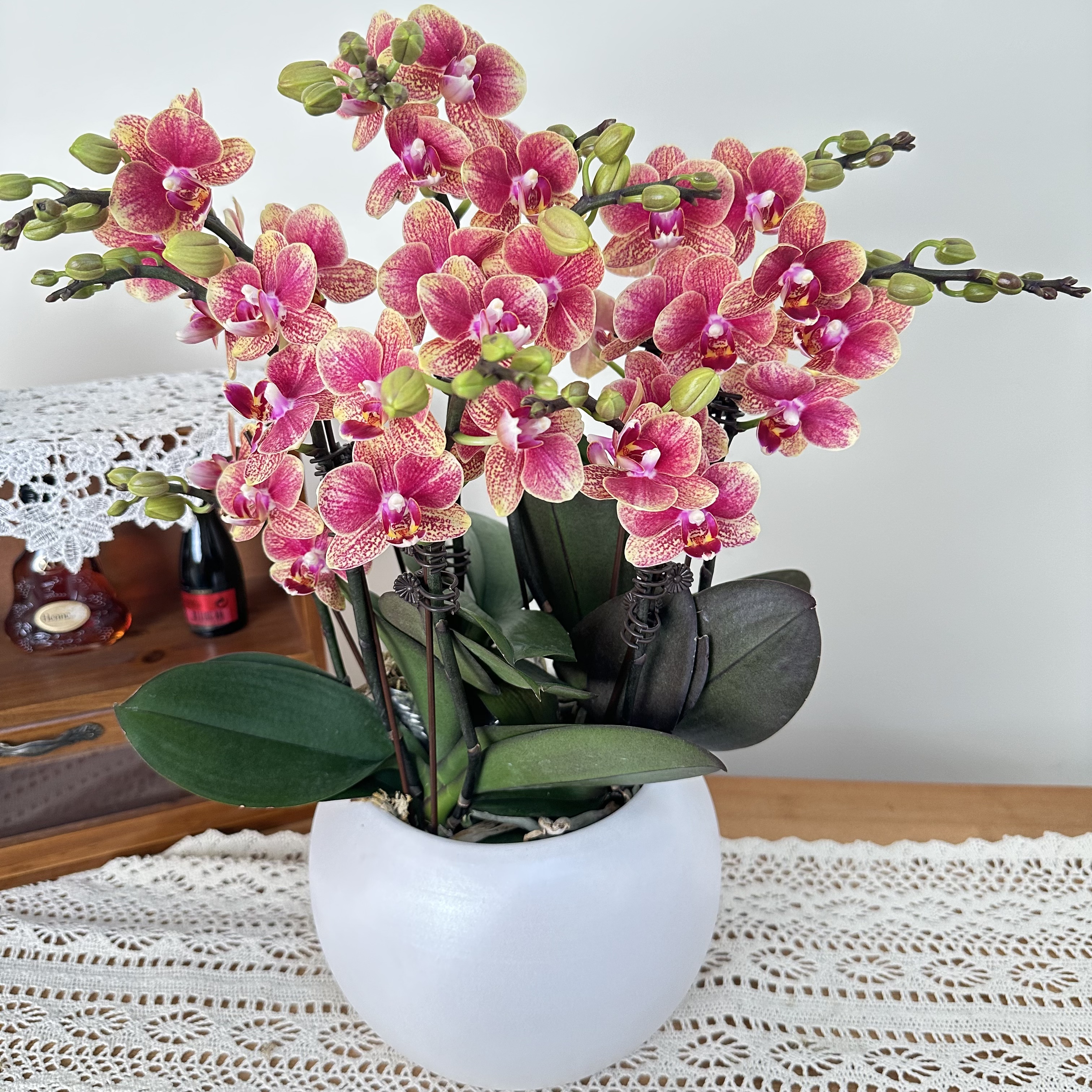 慕兰优选【金蝶】蝴蝶兰花卉 易养花期久3-6