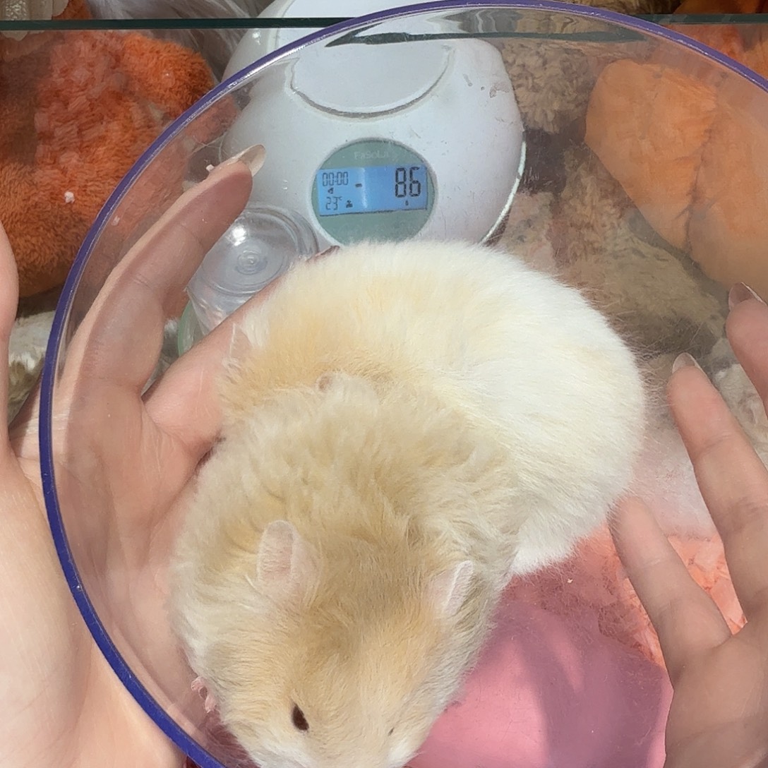 金丝熊蜜波直弟弟，肉桂波妹妹一