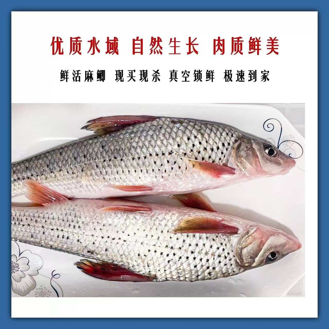 淡水 花骨鱼+石鲫鱼8斤，去内脏后净重>6斤顺丰冷链真空包装发货