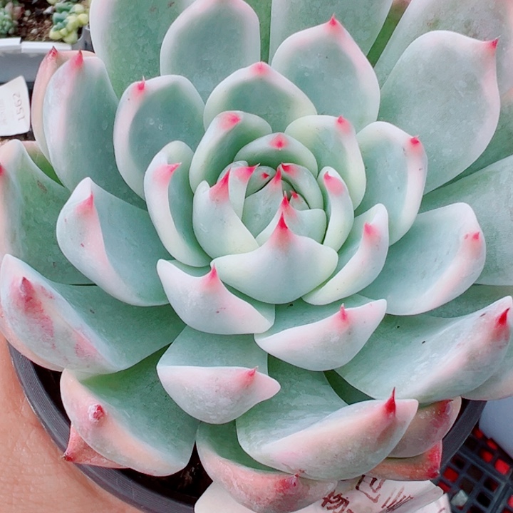 吉娃娃锦多肉植物564