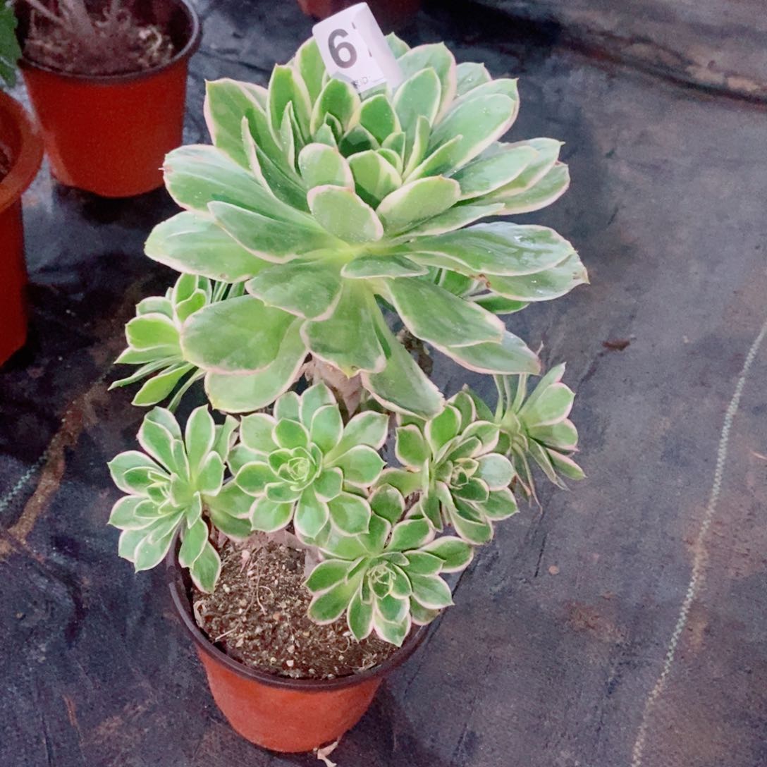 大叶绿玫瑰670多肉1111