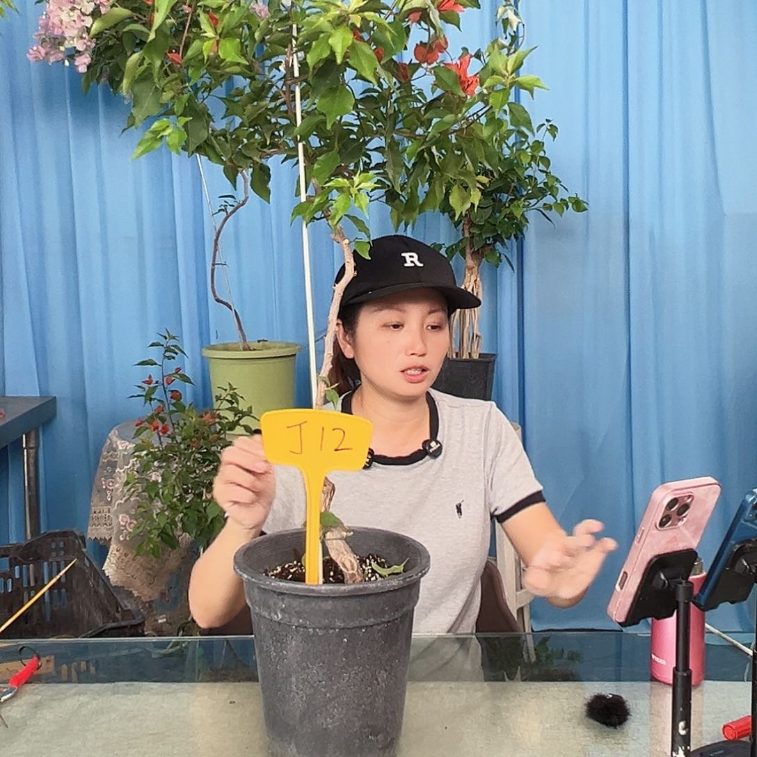 黎***帅当前无花栽培后可以开花J12红桑巴