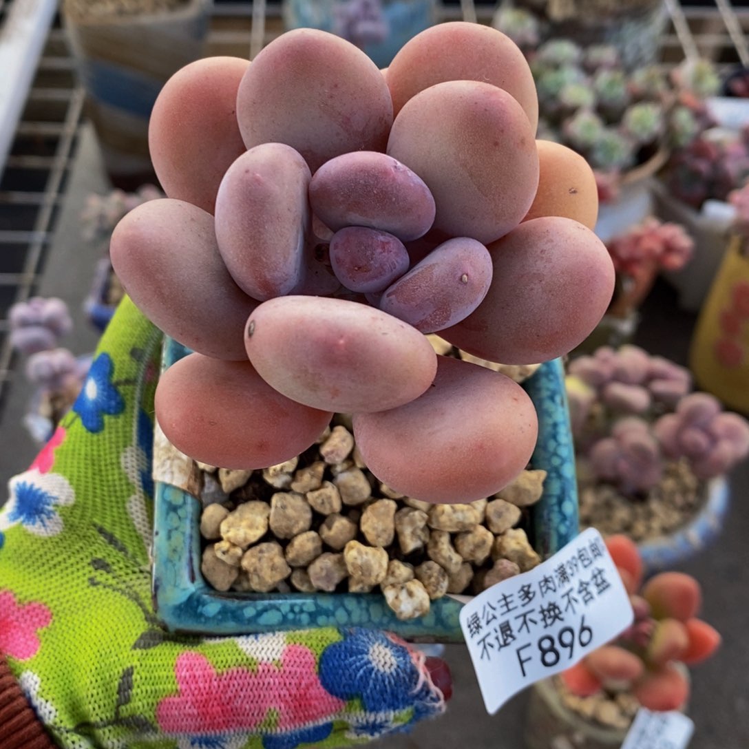 蛋黄奶酪896/6cm福利