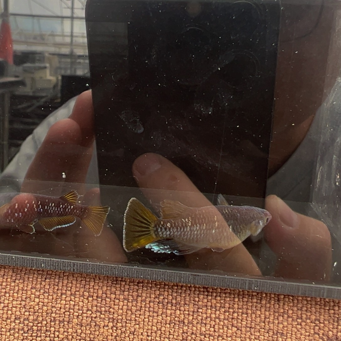 青鳉鱼604.巧克力橙一对