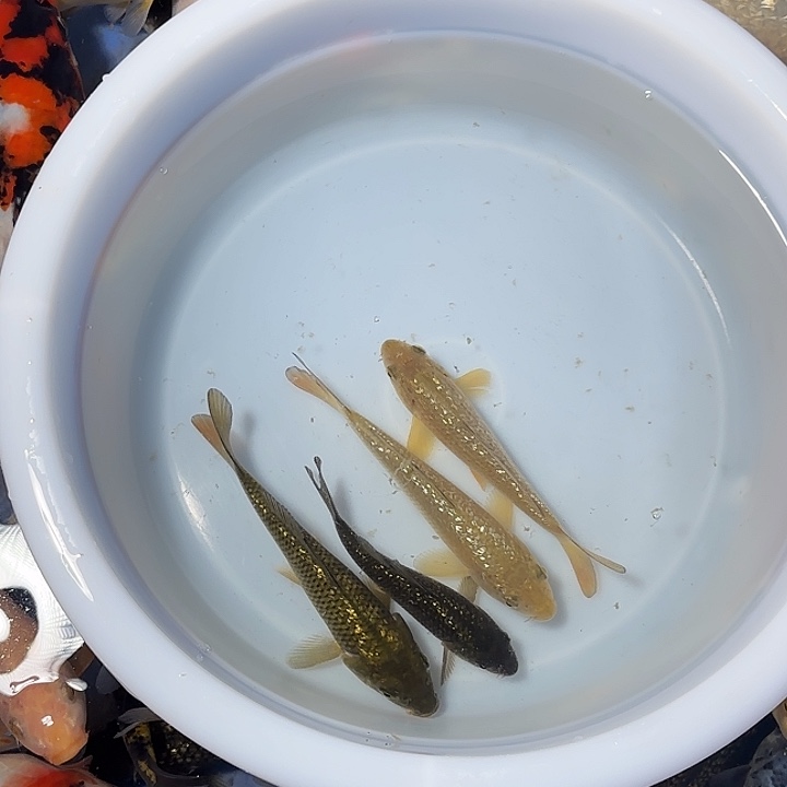 剑***心锦鲤锦鲤的故事是