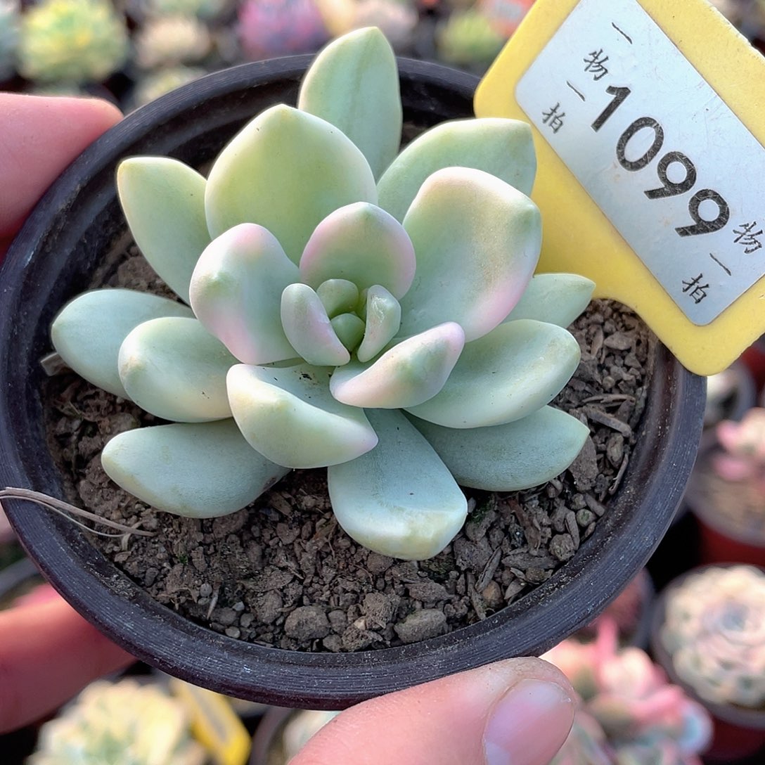 东美人锦1099号多肉