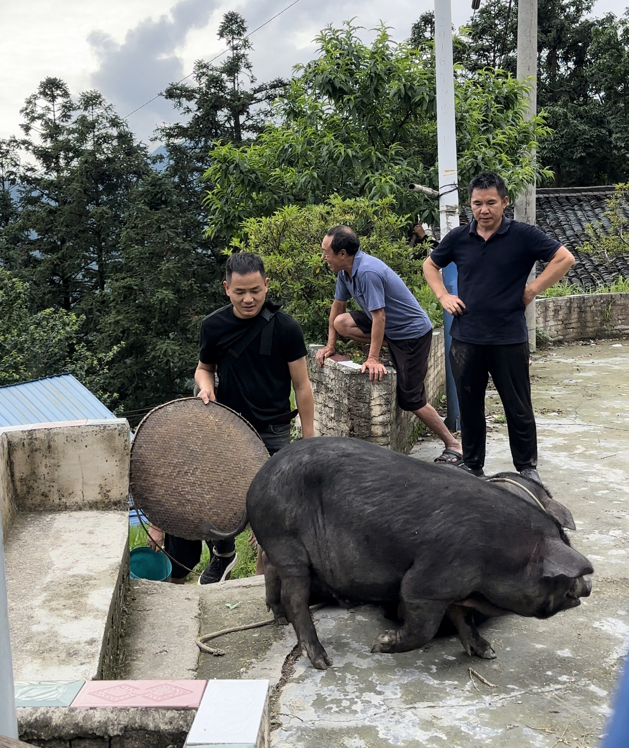 熟食黑土猪全肉链接【现称链接2】