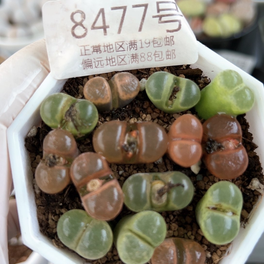好养易活生石花大母本8477