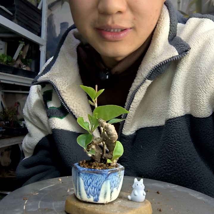 ?*芽中青园艺一物一拍90