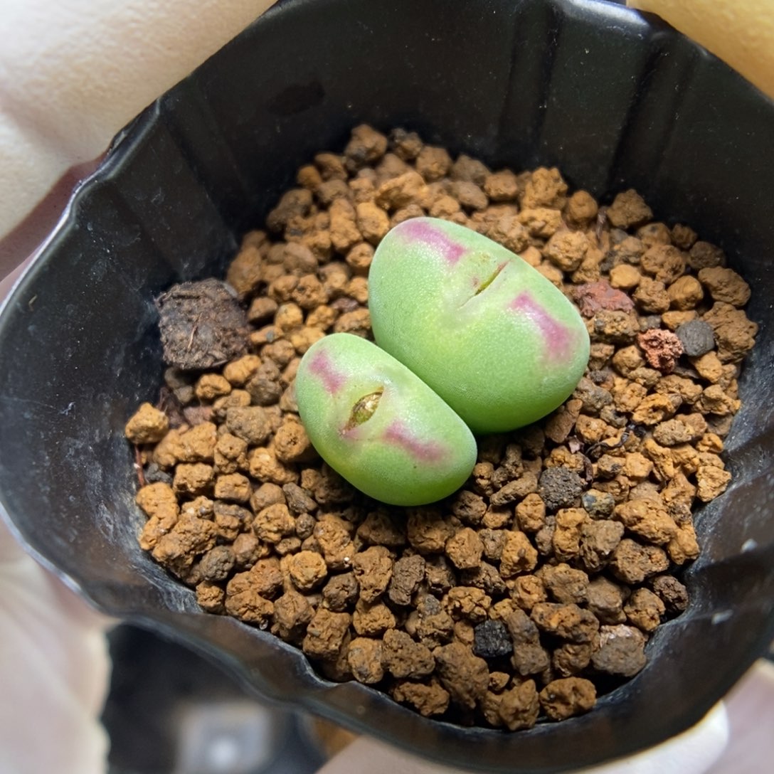 多肉植物肉锥杂交K-070