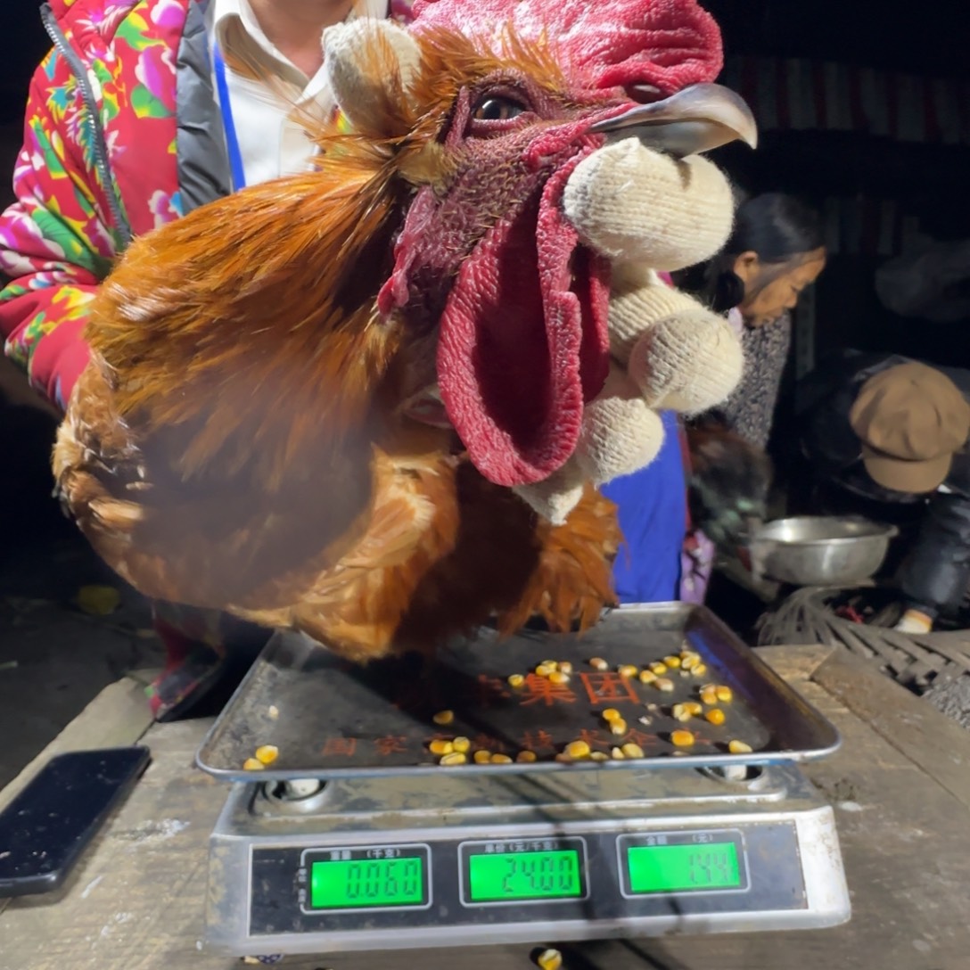 平***生红瑶鸡农村土鸡680274