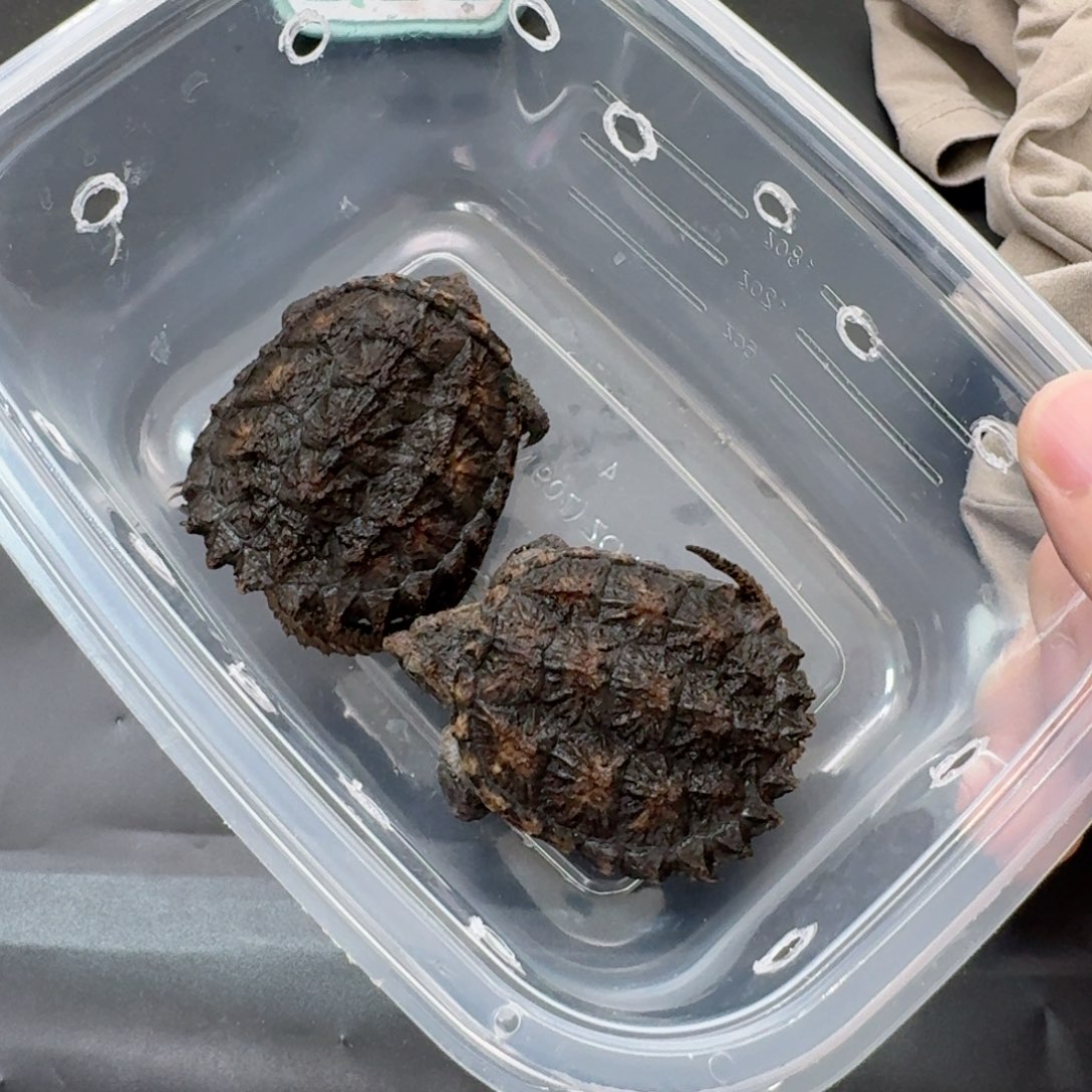 宠物龟不分公母111