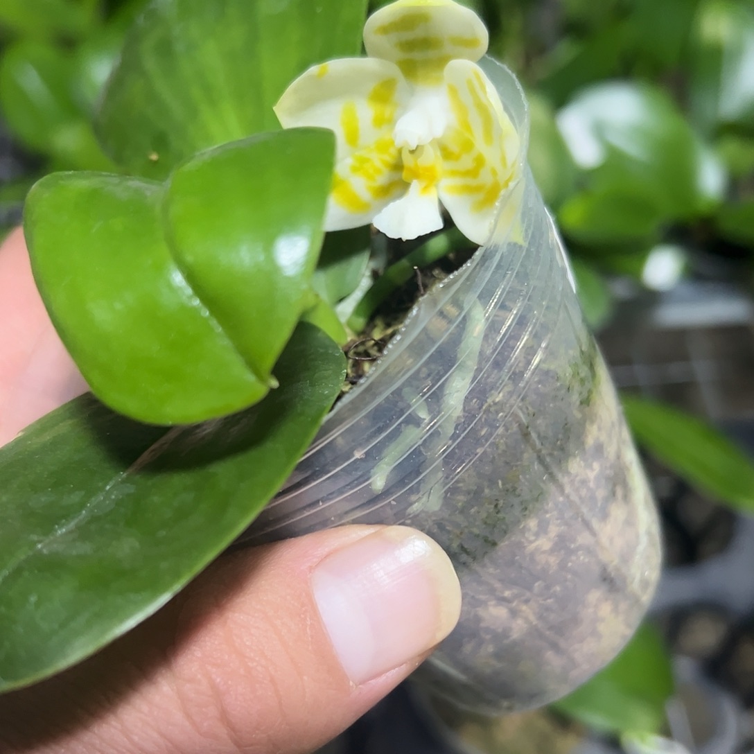 大部分开放少量花苞雅风情歌2.8错苗，有晒伤