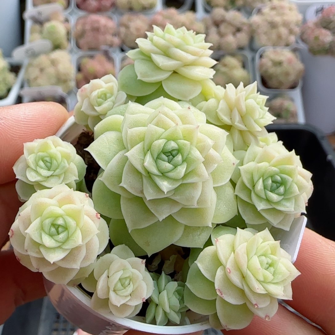 【闪购商品】0225-57玉透优选麦杆