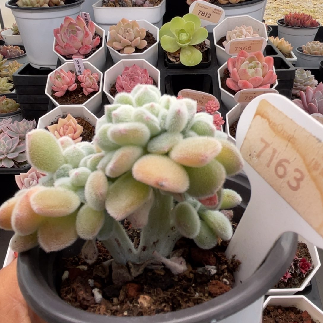 雪晃星7163-7.5厘米