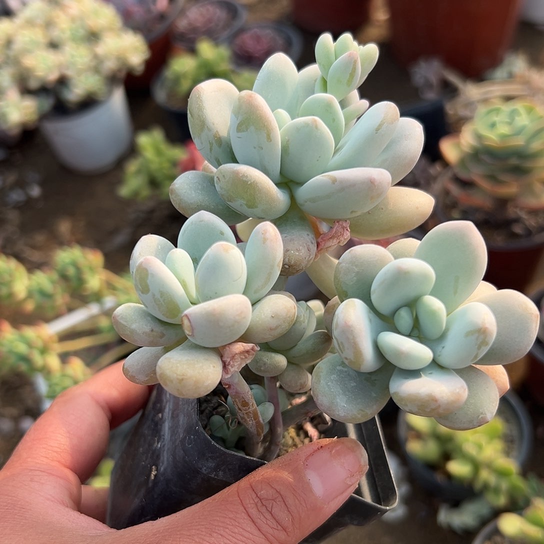 多肉植物多肉植物