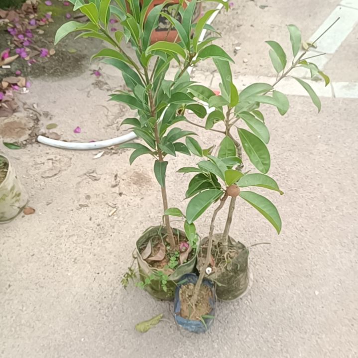 3棵人心果嫁接苗一物一拍原盆原土发货
