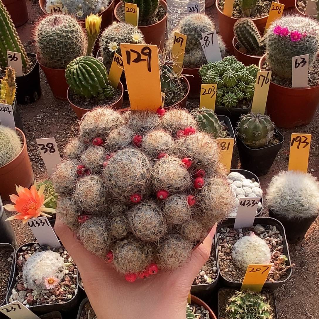 橙***子松霞仙人球仙人球