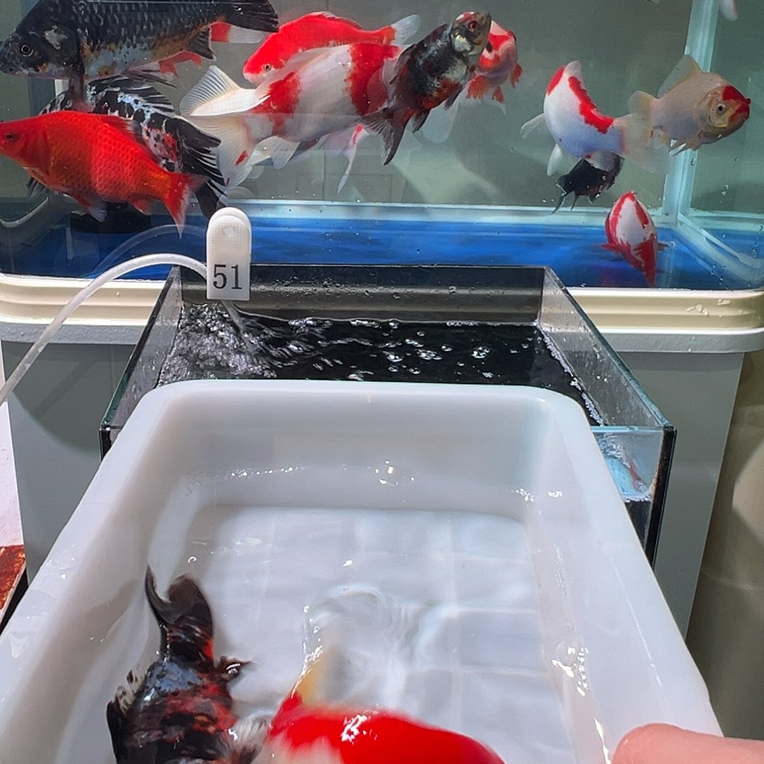 A***言海水观赏鱼福利多多8