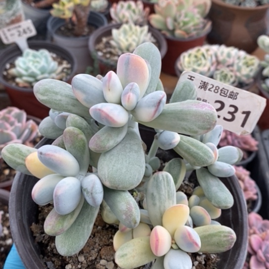 231一一一一一一一一一