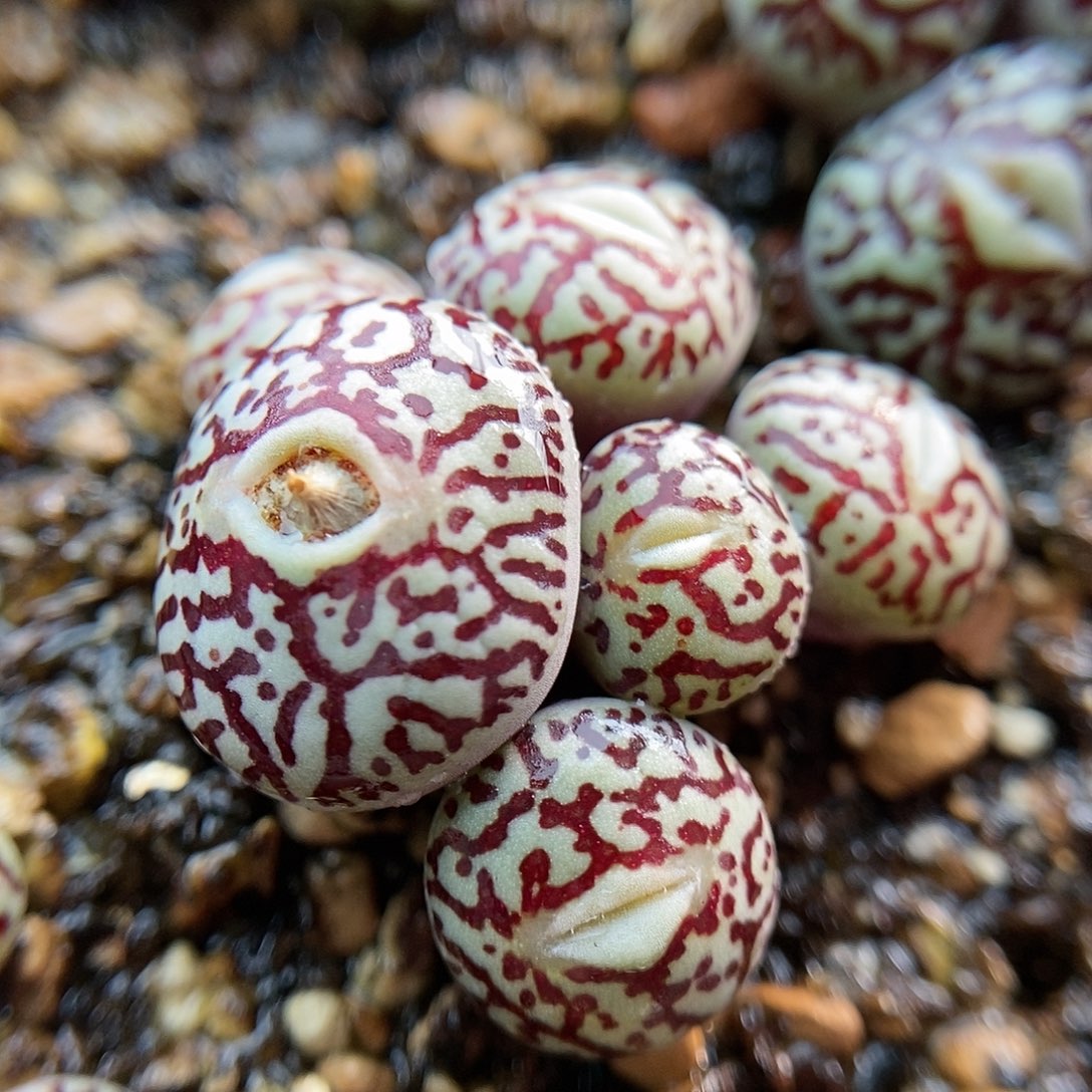 714墨母本一颗包邮