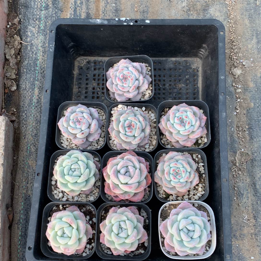 5012十颗4到5厘米脱土发