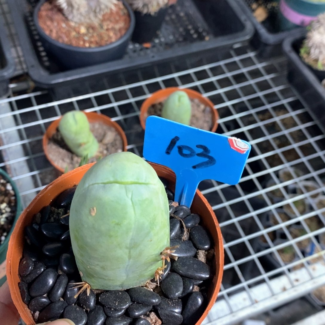 程程柱多肉植物一个