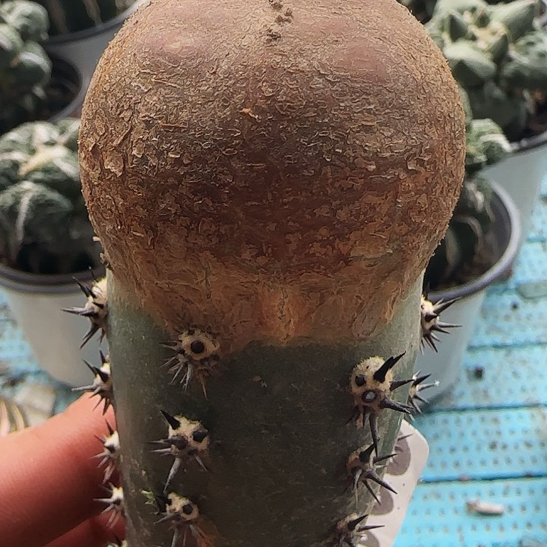 变异恩冢的269仙人球