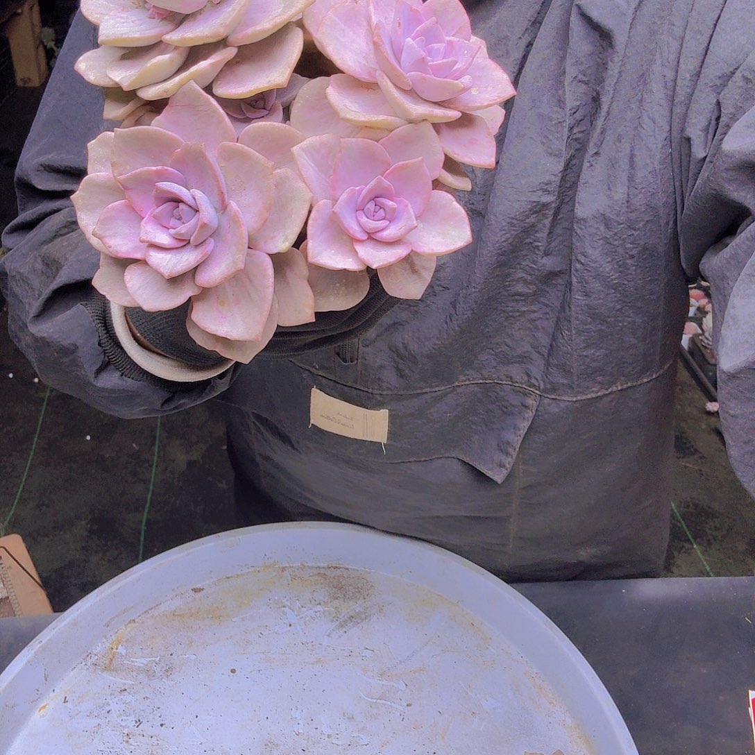 仅***已001彩虹糖景一物一拍