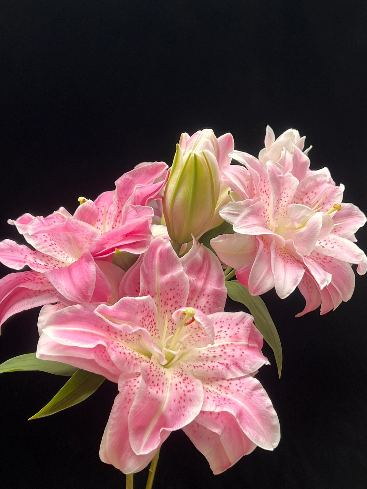 粉拉菲粉色重瓣百合 一头4支4朵花期长香味浓 云南基地鲜花水养