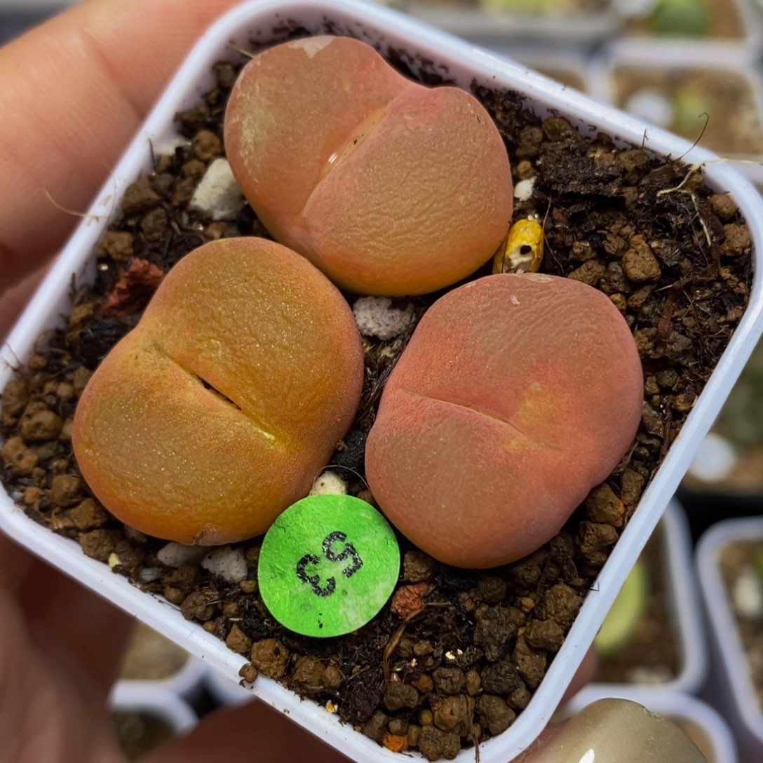 3颗（多肉多肉植物53