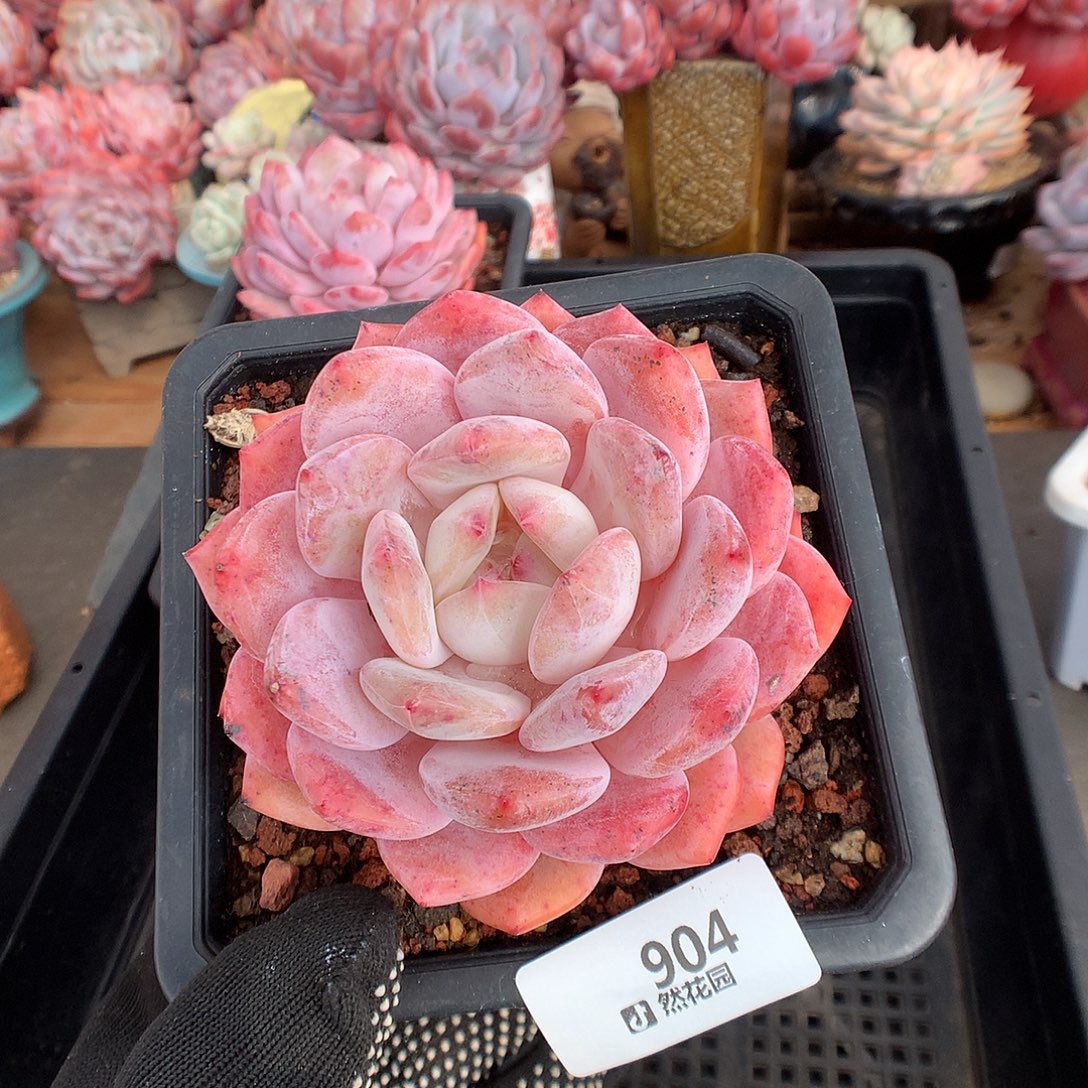 904星橙多肉植物6666