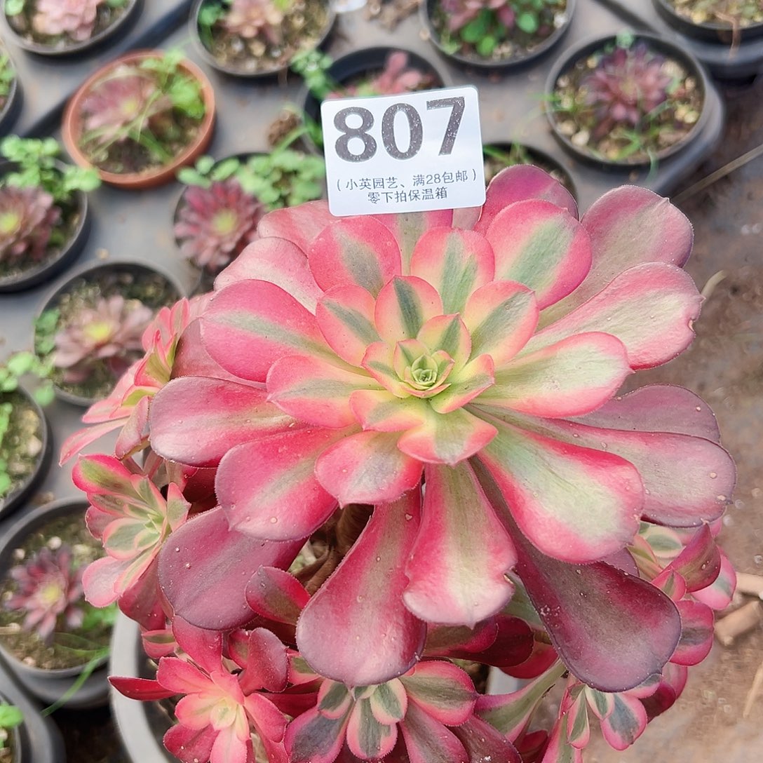 美杜莎老桩807多肉植物多肉植物