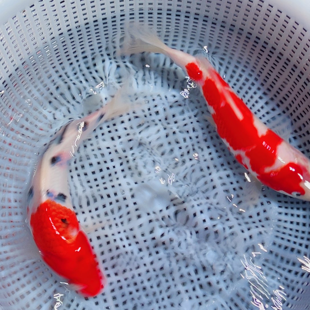 锦鲤锦鲤观赏鱼6666