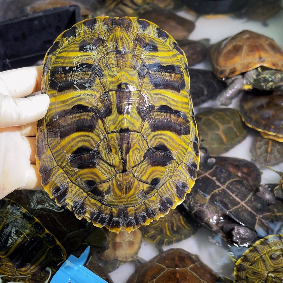 张***姐中华草龟公母搭配