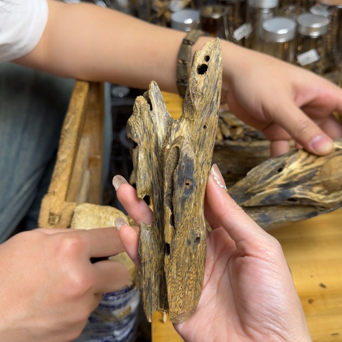 沉香手把件白棋品种块料48克