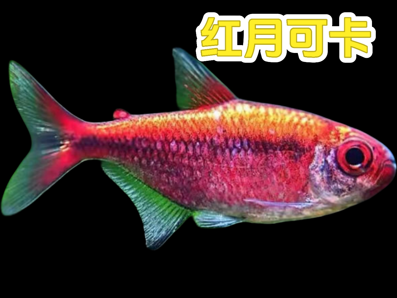 红月可卡灯鱼顺丰包邮包损