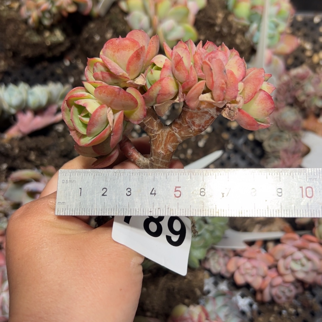 爽***儿789 多肉植物组合盆栽