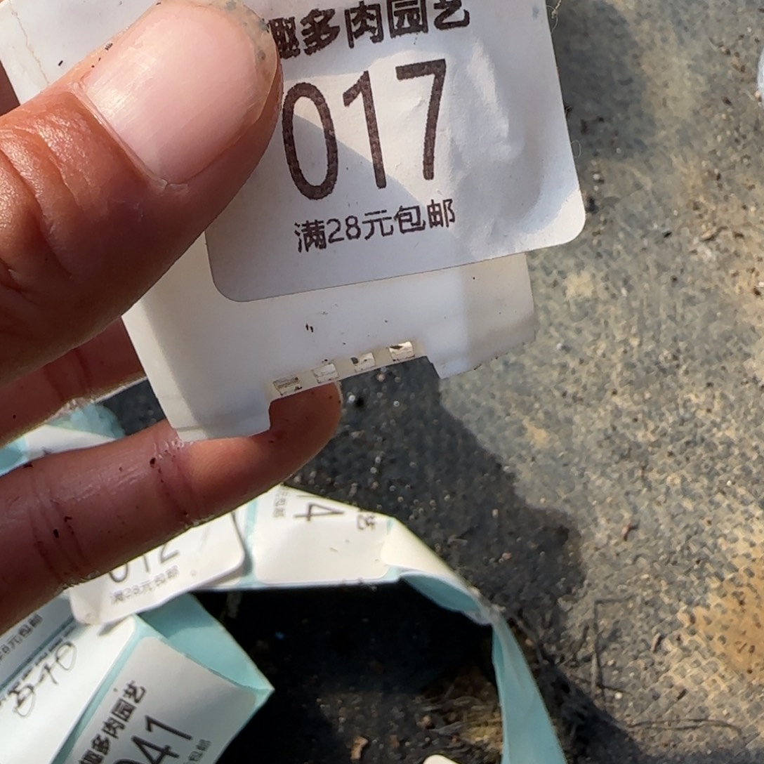 小***妹多肉植物金边饼干哇塞