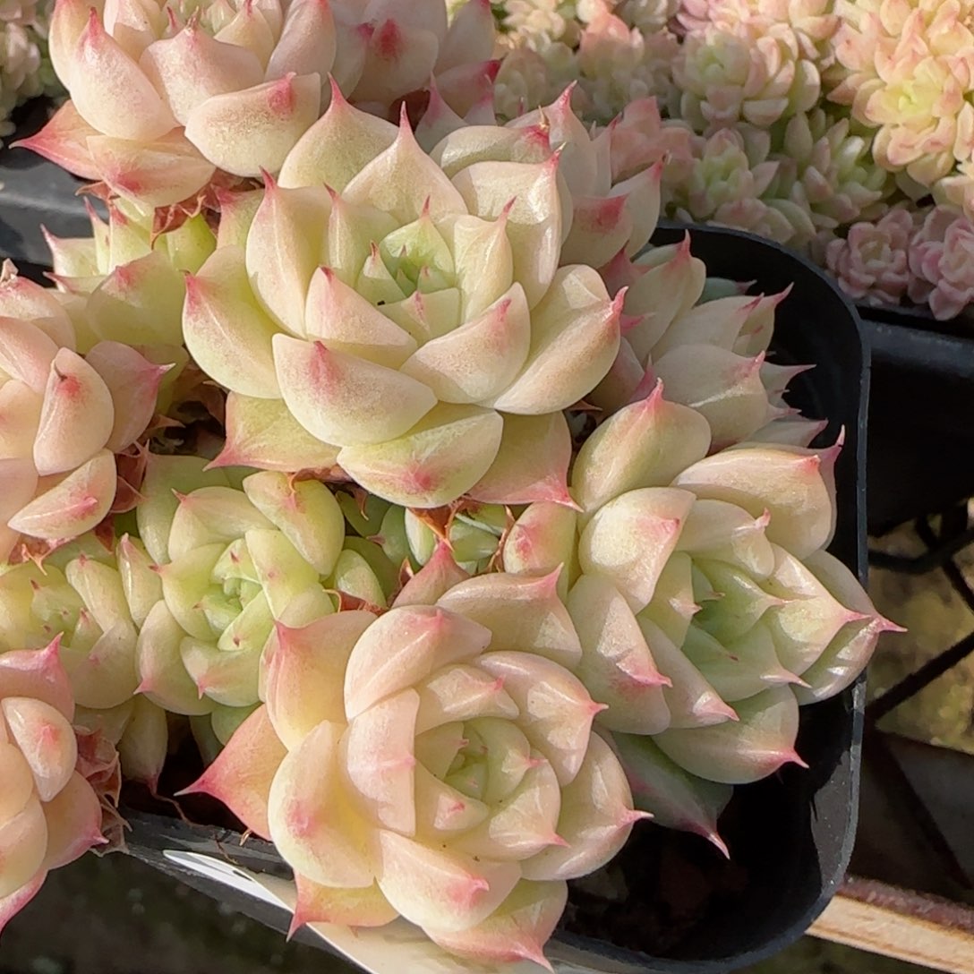 焦**铁花语逸镜9117-91麦秆散