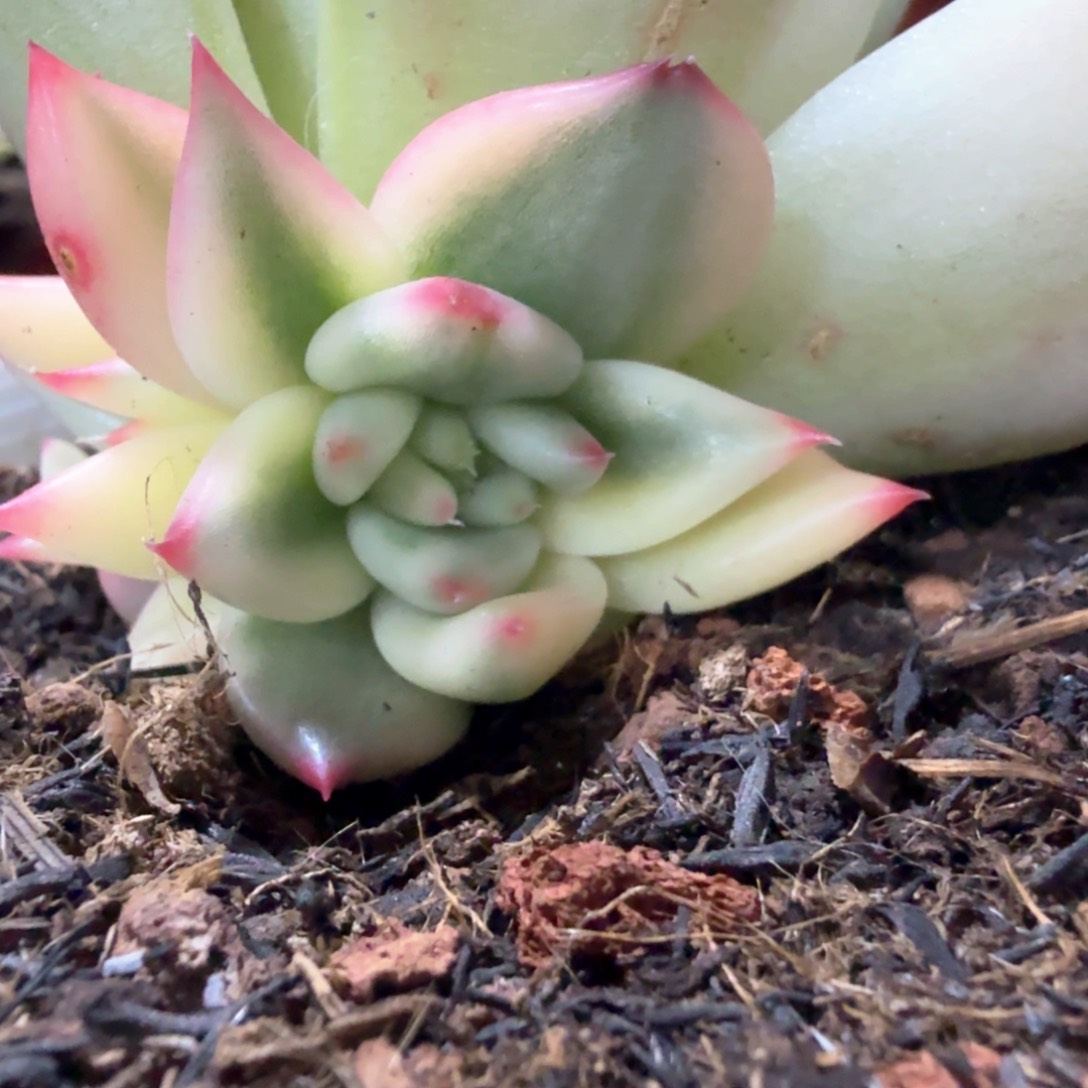 原始摩根锦可嫁接 