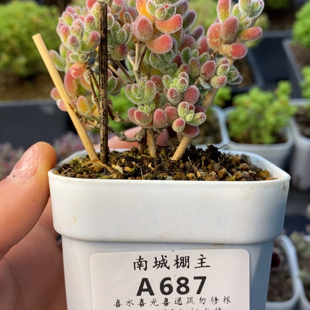 あ687优选冰晶枝干多肉
