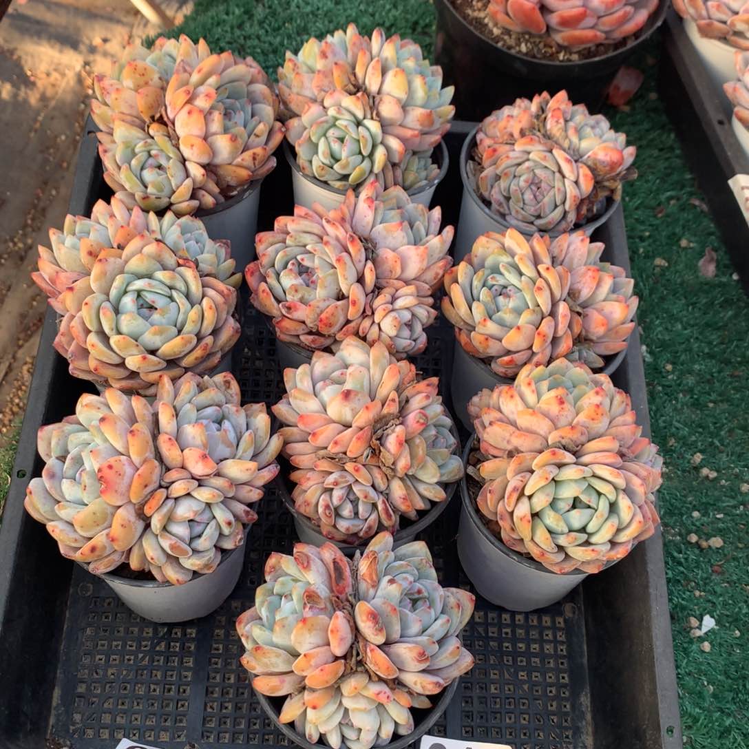 014橙子多肉植物组合