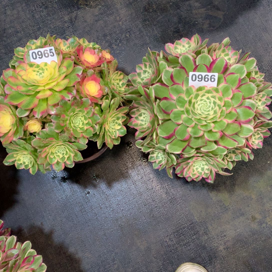 ღ****海鲜965孔雀领966法师多肉9900000