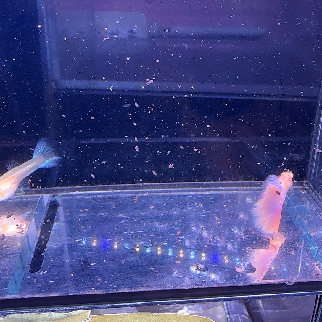 孔雀鱼天使彩虹两对