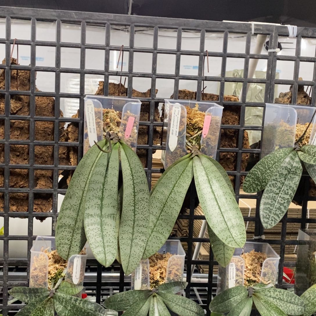 用***6当前无花栽培后可以开花