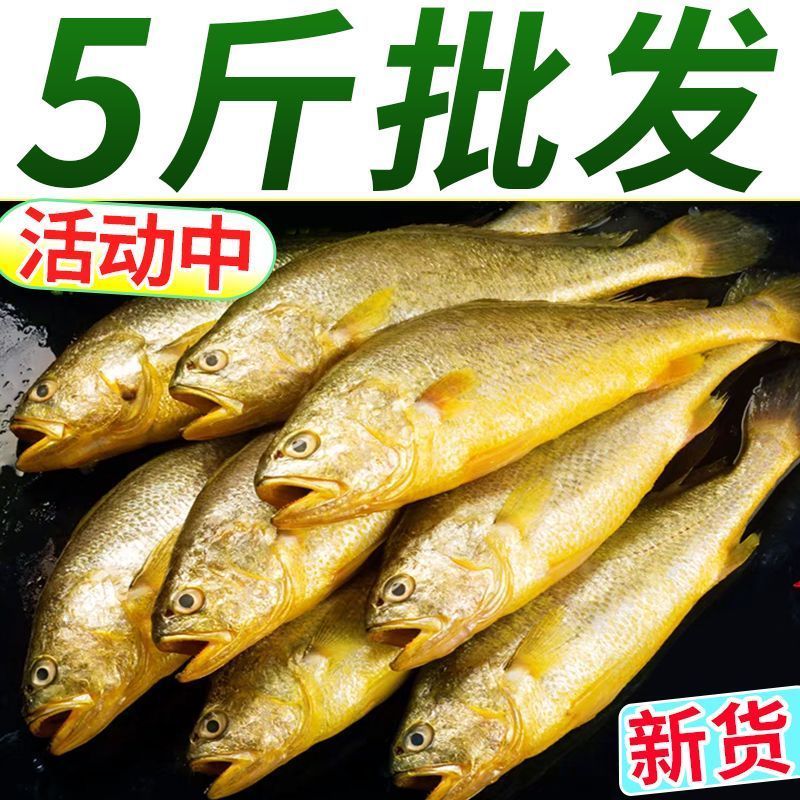 活动价网捕黄花鱼 5斤一箱(23到24条）顺丰全国次日达L（出水渔网刮伤 介意勿拍）