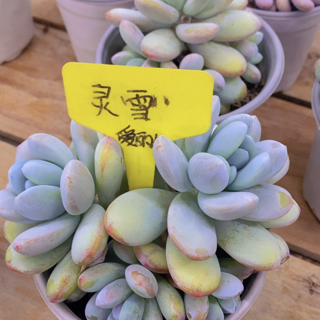 开心多肉植物多肉